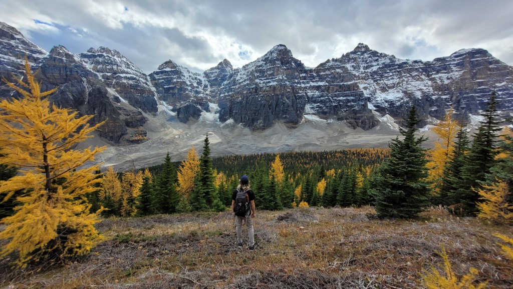 larch trees banff National Park