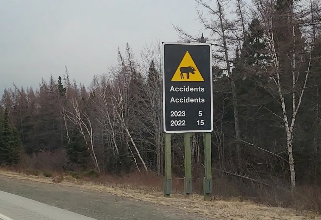 A sign with statistics on moose accidents on the highway
