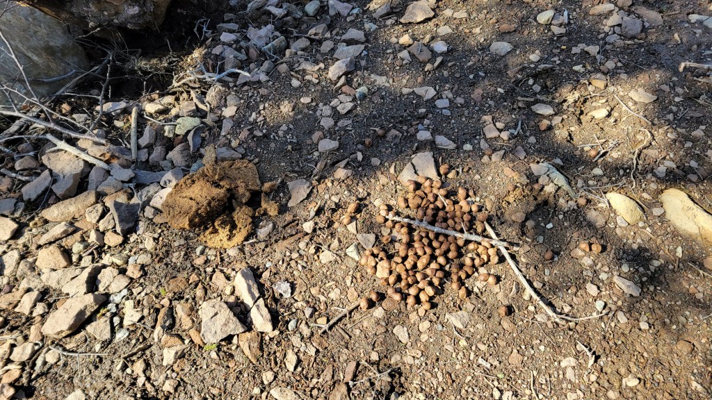 Moose droppings scattered along the Green Gardens trail